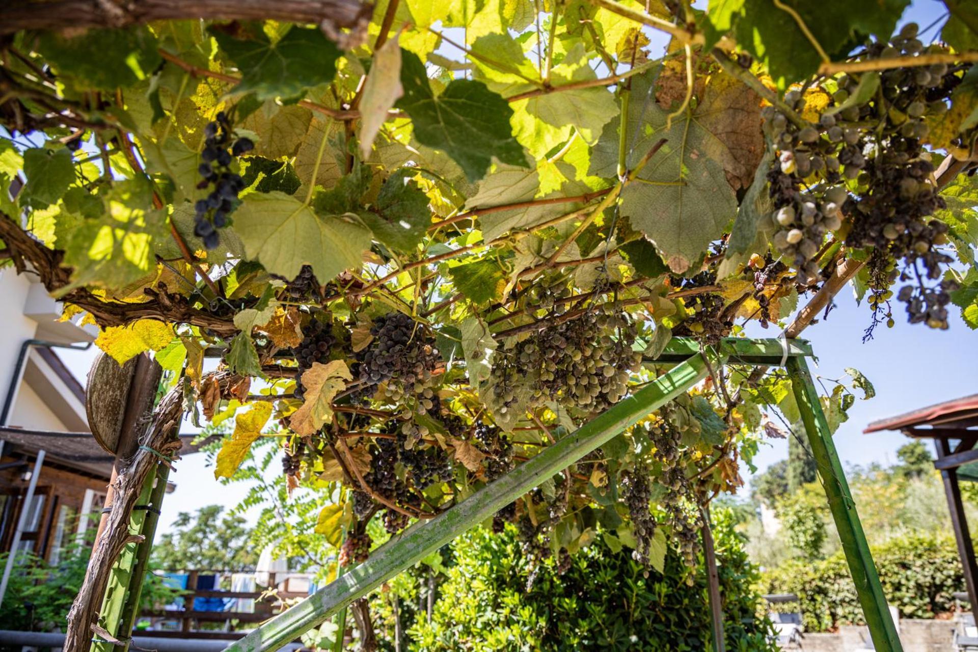 Sole Verde Green House Terricciola エクステリア 写真